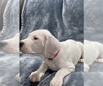 Small Photo #11 Dogo Argentino Puppy For Sale in SAN ANTONIO, TX, USA