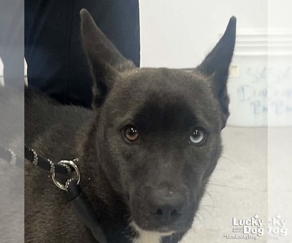 Medium Photo #2 Australian Shepherd-Unknown Mix Puppy For Sale in Washington, DC, USA