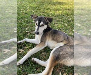 Siberian Husky-Unknown Mix Dogs for adoption in San Antonio, TX, USA