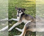 Small Siberian Husky Mix
