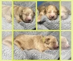 Small Photo #15 Goldendoodle Puppy For Sale in HOWARD CITY, MI, USA