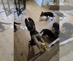 Small Photo #56 German Shepherd Dog Puppy For Sale in LA FAYETTE, NY, USA