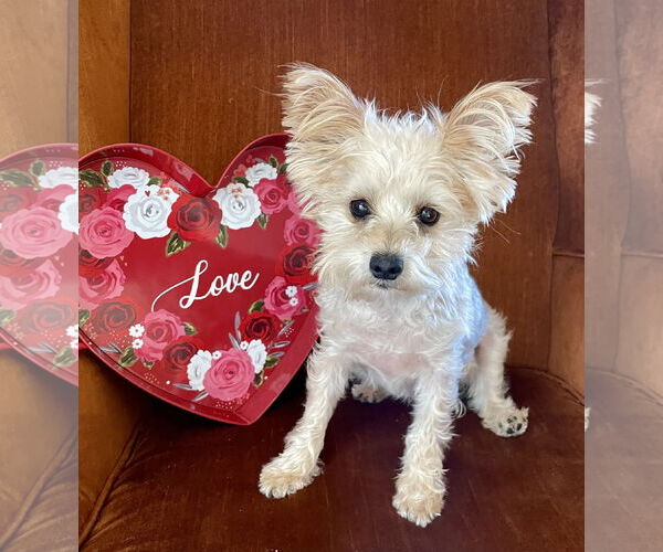 Medium Photo #1 Mutt Puppy For Sale in Allentown,, PA, USA