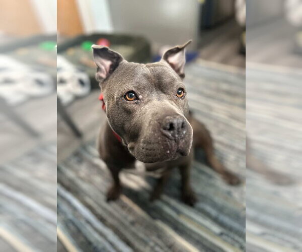 Medium Photo #1 Mutt Puppy For Sale in Brooklyn, NY, USA