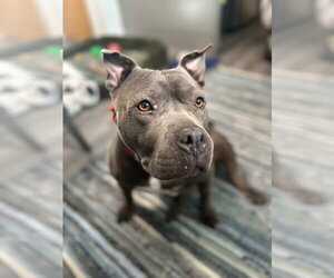 Mutt Dogs for adoption in Brooklyn, NY, USA