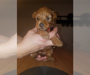 Soft Coated Wheaten Terrier Puppy for sale in Szombathely, Vas, Hungary