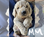 Small Photo #5 Poodle (Standard) Puppy For Sale in CHARITON, IA, USA