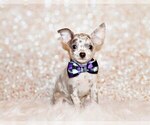 Puppy Hector Chihuahua