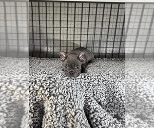 Medium French Bulldog