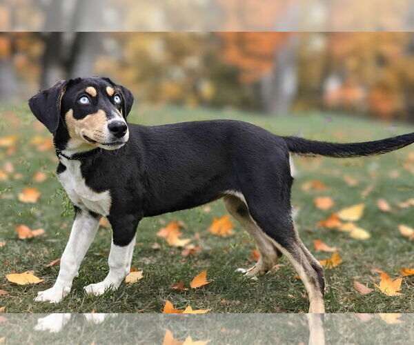 Medium Photo #3 Catahoula Leopard Dog-Unknown Mix Puppy For Sale in Talladega, AL, USA