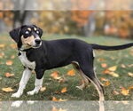 Small #2 Catahoula Leopard Dog Mix