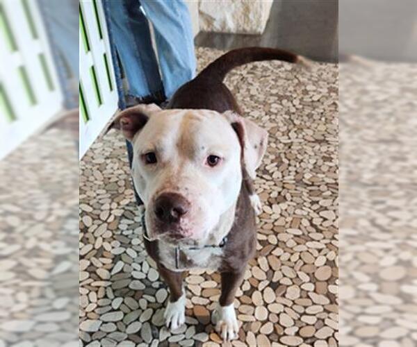 Medium Photo #1 Staffordshire Bull Terrier Puppy For Sale in Houston, TX, USA