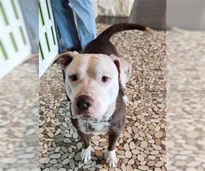 Staffordshire Bull Terrier Dogs for adoption in Houston, TX, USA