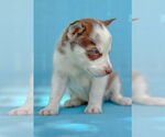 Small #8 Siberian Husky