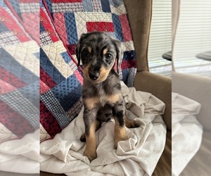 Double Doodle Puppy for sale in SATSUMA, FL, USA
