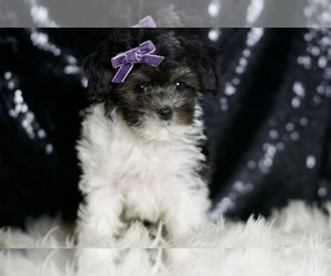 Maltipoo Puppy for sale in WARSAW, IN, USA
