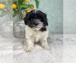 Image preview for Ad Listing. Nickname: Sullivan