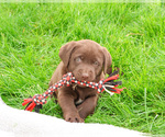 Small #3 Labrador Retriever