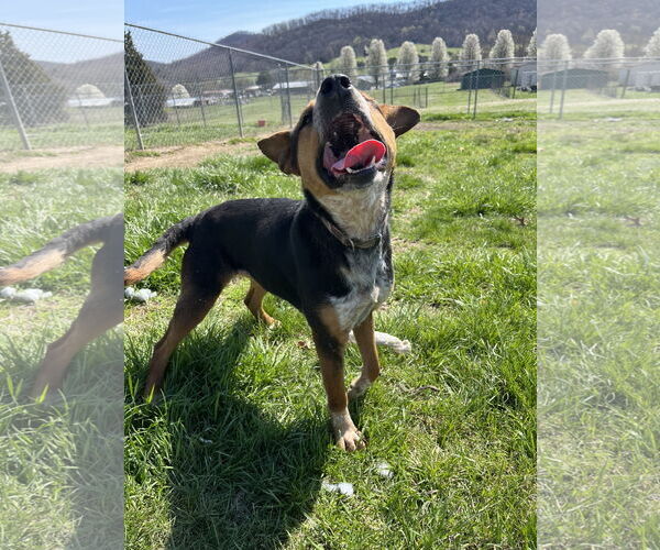 Medium Photo #1  Puppy For Sale in , 