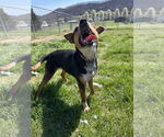 Small Photo #1  Puppy For Sale in , 
