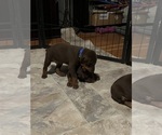 Small Photo #2 Doberman Pinscher Puppy For Sale in FRESNO, CA, USA