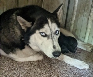 Mother of the Siberian Husky puppies born on 06/12/2023