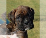 Puppy Puppy 11 Boxer