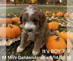Litter of 7 - Male(s) and Female(s) Goldendoodle (Miniature)Litter of Puppies for Sale - Photo #13