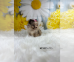 Small Photo #6 Pomeranian Puppy For Sale in RIPLEY, MS, USA