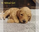 Small Photo #7 Goldendoodle Puppy For Sale in GEORGETOWN, IN, USA