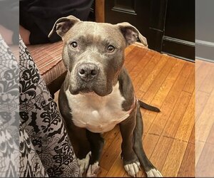 American Pit Bull Terrier-Unknown Mix Dogs for adoption in New York, NY, USA