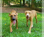 Small #2 Black Mouth Cur-Boxer Mix