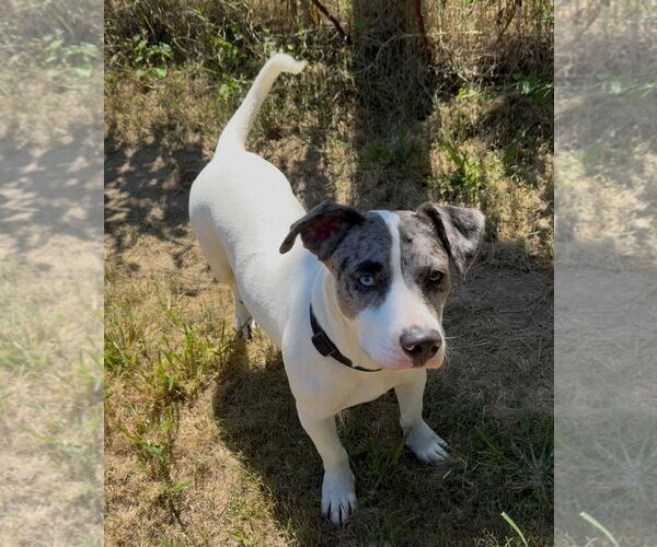 Medium Photo #2 Mutt Puppy For Sale in Woodbury, NY, USA
