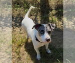 Small #1 Mutt