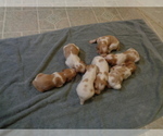 Small Photo #10 Brittany Puppy For Sale in CULPEPER, VA, USA