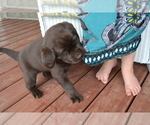Small #3 Labrador Retriever