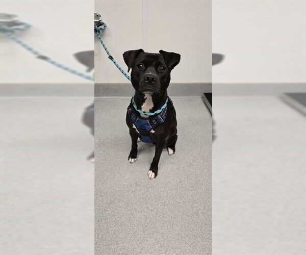 Medium Photo #2 American Pit Bull Terrier-Unknown Mix Puppy For Sale in Rancho Cucamonga, CA, USA