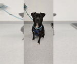 Small #1 American Pit Bull Terrier Mix