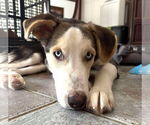 Small Photo #6 Huskies -Unknown Mix Puppy For Sale in Boonton, NJ, USA
