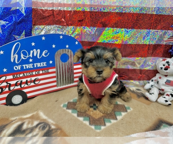 Medium Photo #3 Morkie Puppy For Sale in CASSVILLE, MO, USA