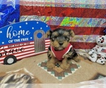 Small Photo #3 Morkie Puppy For Sale in CASSVILLE, MO, USA