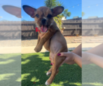 Small Photo #3 Chihuahua-Unknown Mix Puppy For Sale in San Diego, CA, USA