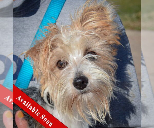 Medium Photo #1 Mutt Puppy For Sale in Huntley, IL, USA