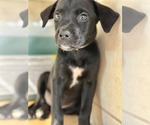 Small Labrador Retriever Mix