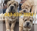 Image preview for Ad Listing. Nickname: Lentil