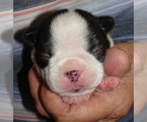 Boston Terrier Puppy for sale in CRKD RVR RNCH, OR, USA