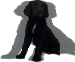 English Springer Spaniel-German Shepherd Dog Mix Puppy for sale in ATGLEN, PA, USA