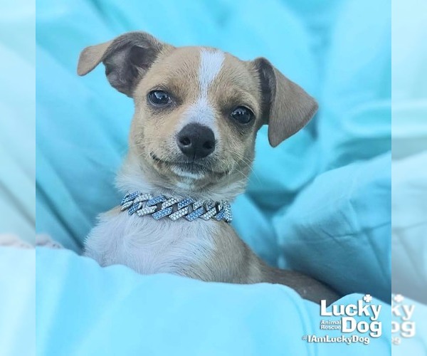 Medium Photo #3 ShiChi Puppy For Sale in Washington, DC, USA