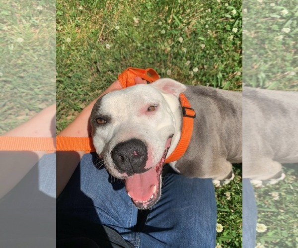 Medium Photo #12 American Staffordshire Terrier-Unknown Mix Puppy For Sale in Sheboygan, WI, USA