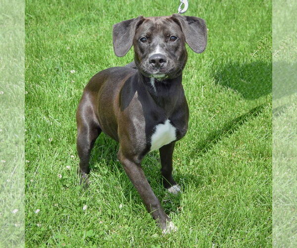 Medium Photo #6 Beagle-Unknown Mix Puppy For Sale in Huntley, IL, USA